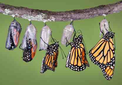 butterfly-chrysallis-row-of-monarchs-copyright-cathy-keifer-istock_000002709202.jpg