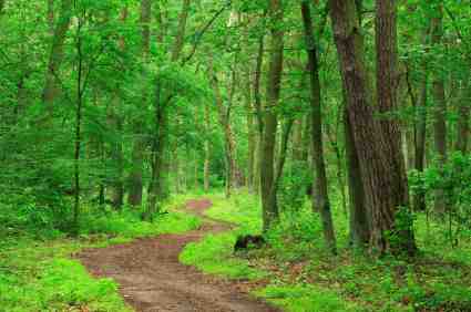 Forest path copyright AVTG_iStock_000004012378 Forest path copyright AVTG iStockPhoto #000004012378