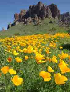 Superstition Mountains AZ with golden poppies