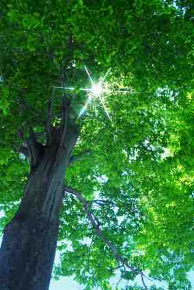 Tree in sunlight copyright_ooyoo_iStock_000005889617