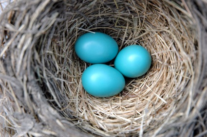 Robin Nest Photo © Linda Kloosterhof iStockPhoto® #208792