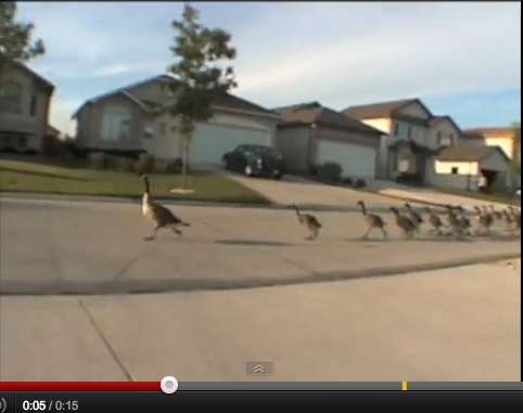 Geese jogging down the road YouTube screenshot