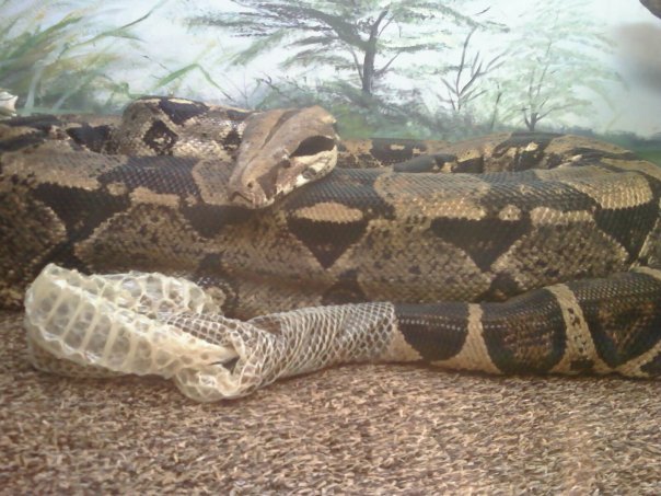 photo of Issabella at the end of her moulting