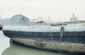 Barnacles on Boat